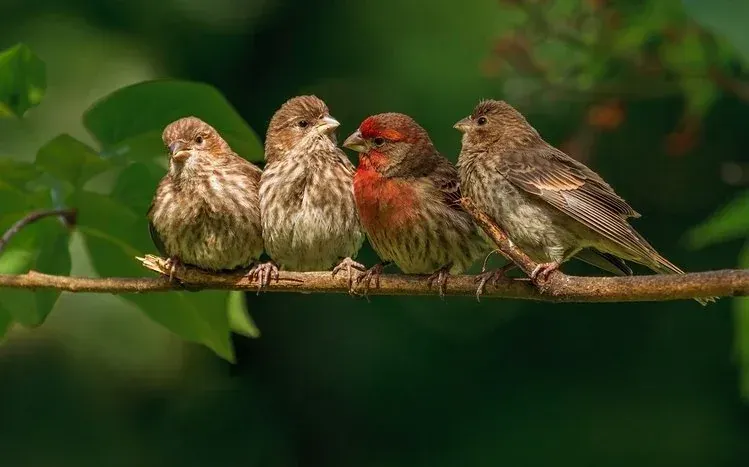 Finch bird photographs collected as desktop wallpapers.