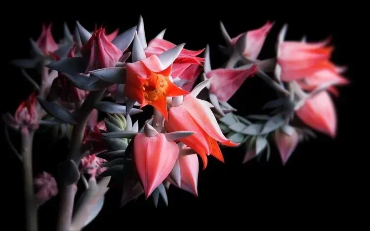 Purple and pink flowers against a black desktop background.