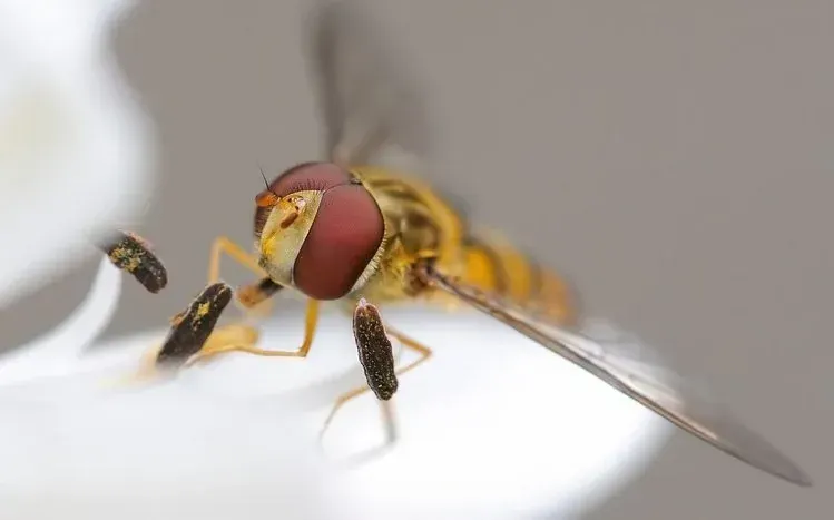 Fly-themed wallpapers emphasizing the insects’ small bodies and natural detail.