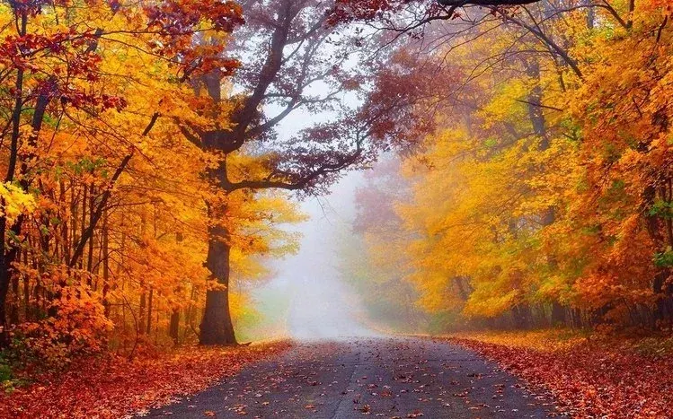 Fog among forest trees and woodland walkways.