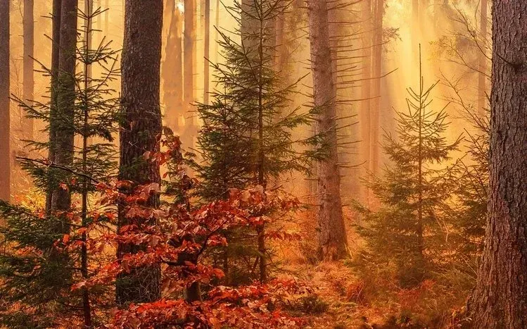 Panoramic forest scenery with seasonal foliage, snow, mist, roads and water.