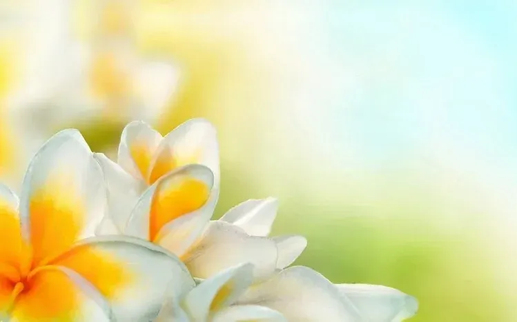 Frangipani flower images with white and yellow, pinkish and greenish coloring, and dew on petals.