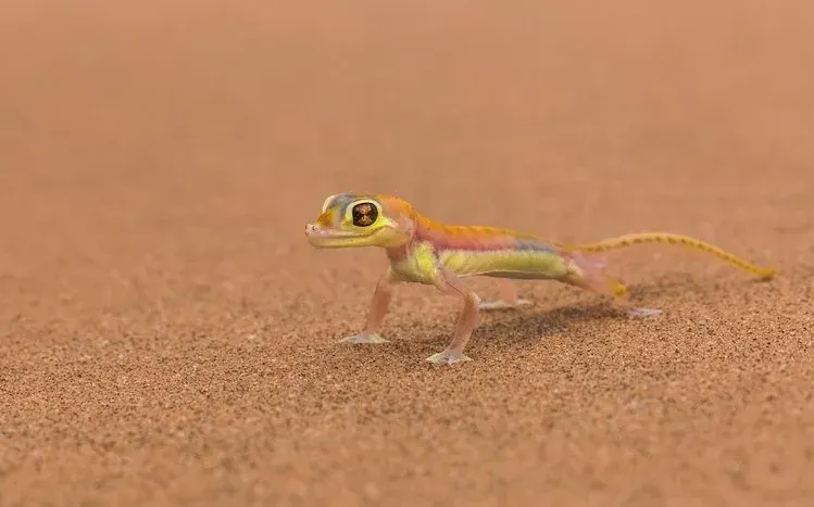 Gecko wallpaper collection emphasizing the lizards’ varied body colors.