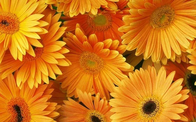 Gerbera flower wallpapers featuring blooms in varied colors.