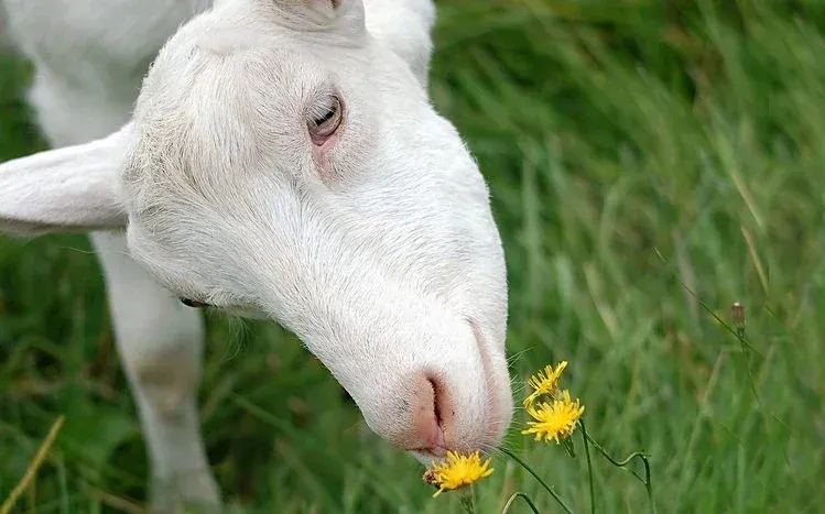 Goat images from varied angles, including baby goats and goats wearing glasses.
