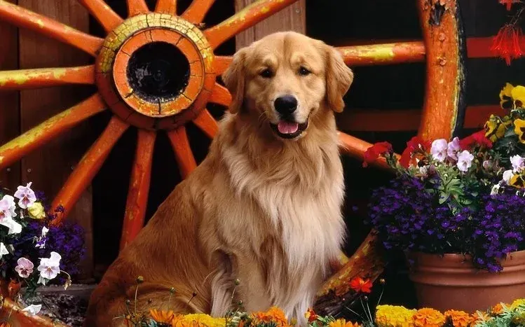 Golden retriever dog wallpapers centered on the gold-coated breed.