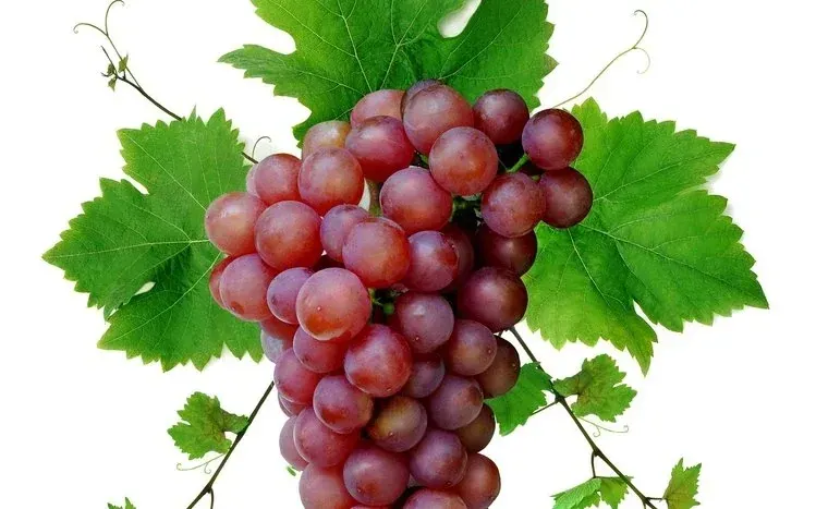 Grape-themed wallpapers featuring the fruit in varied shapes and colors.