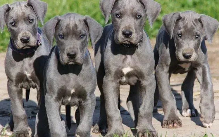 Great Dane dog wallpapers.