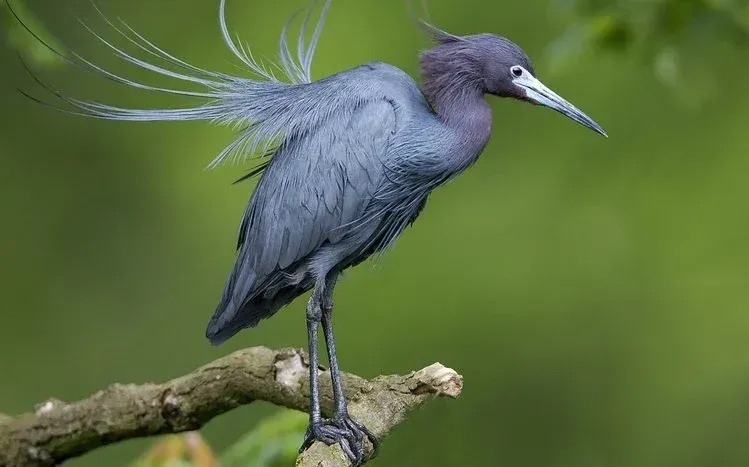 Herons standing and flying, including two birds in front of a sunset.