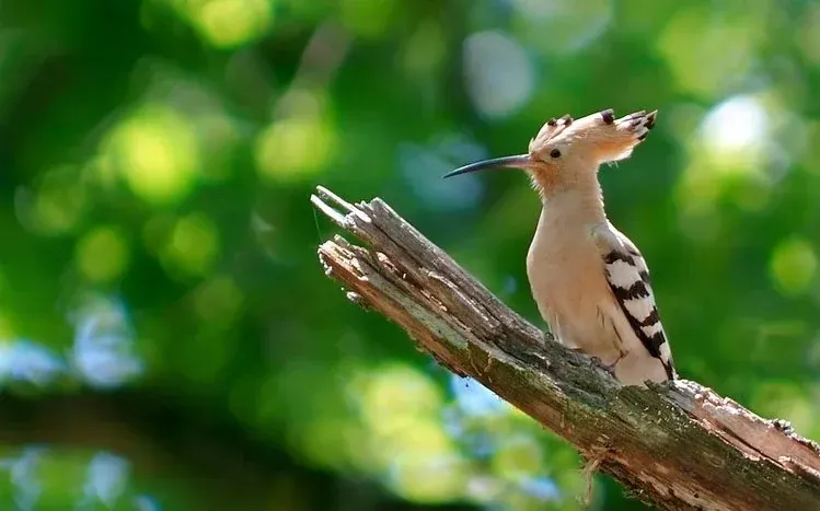 Hoopoe bird imagery featuring its distinctive feather crest.