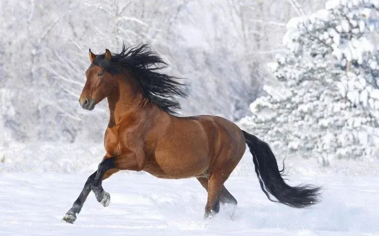 A wallpaper collection featuring images of different horses.
