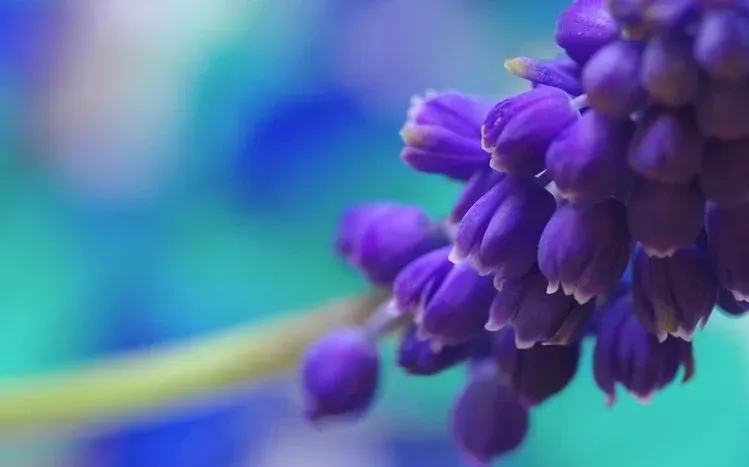 Hyacinth flower imagery emphasizing dark blue blooms.