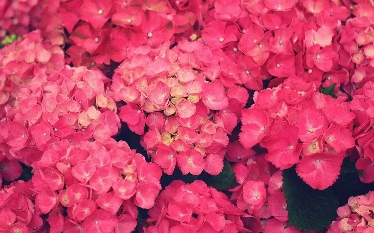 Hydrangea flower wallpaper collection focused on the flowering shrub.