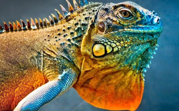 A collection of iguana images focused on the distinctive lizard.