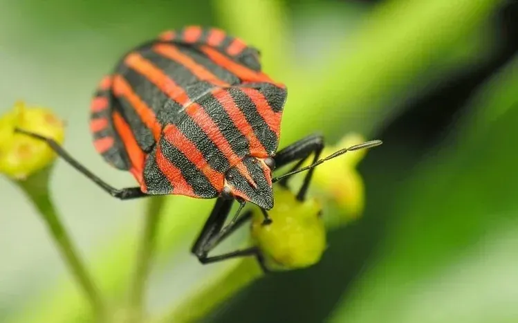 A collection of insect images, including detailed close-up views.