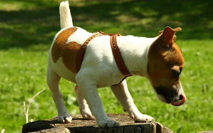 Jack Russell Terrier dog wallpaper collection.