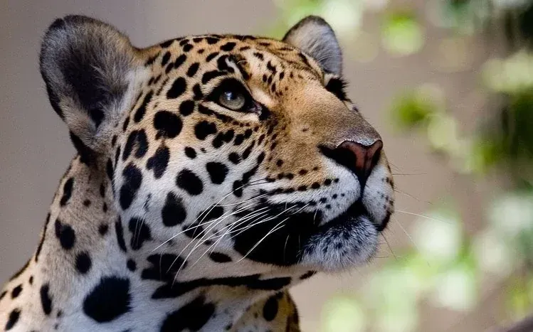 Jaguar wallpaper collection featuring the big cat’s orange fur and black spots.