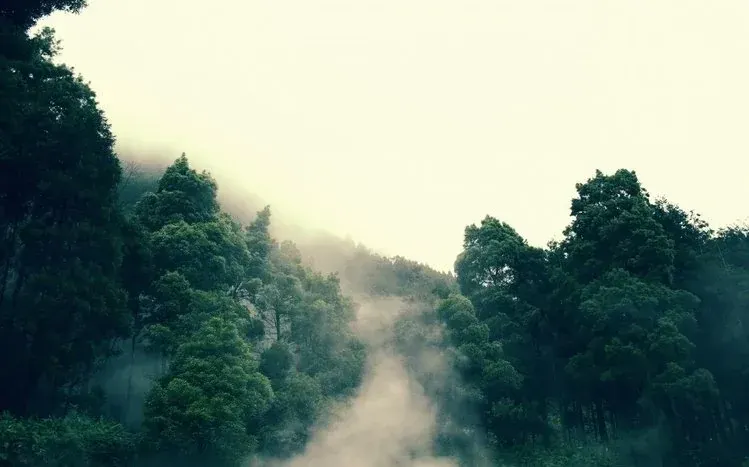 Jungle scenery with trees and natural surroundings.