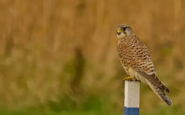 Kestrel bird-of-prey wallpaper collection.