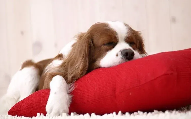 King Charles Spaniel dog wallpaper collection.