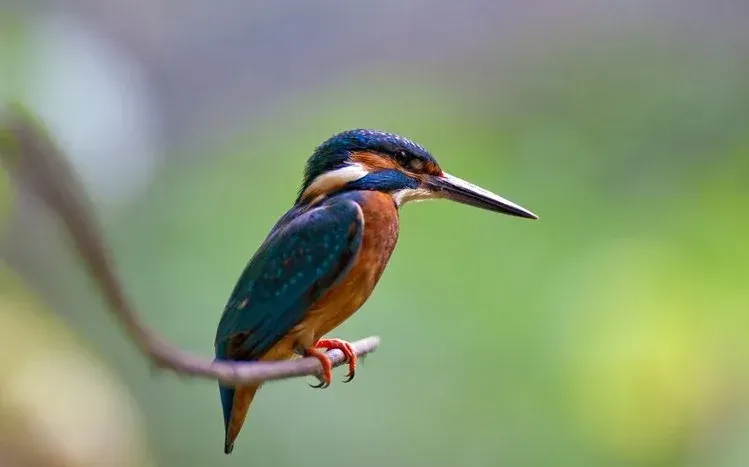 Wildlife photographs featuring kingfishers.