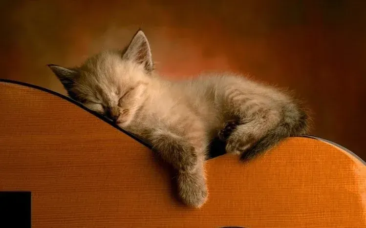 Kittens of different breeds with expressive faces and gestures.