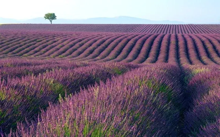 Lavender fields and lavender-colored skies.