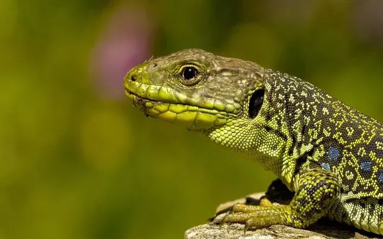 Lizard wallpaper imagery highlighting the reptiles’ distinctive appearance.