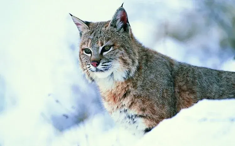 Lynx imagery highlighting thick fur, whiskers, large paws, and a neck ruff.