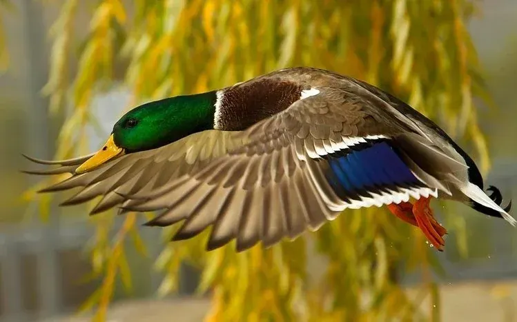 Mallard duck imagery with a glossy green head and gray body.