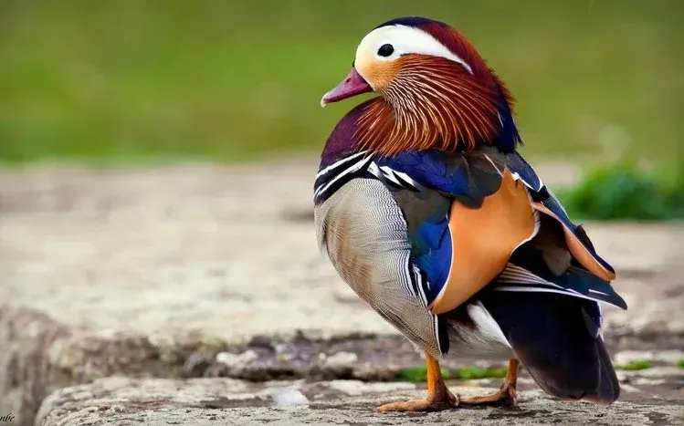 Mandarin duck wallpapers emphasizing the birds' varied coloration.