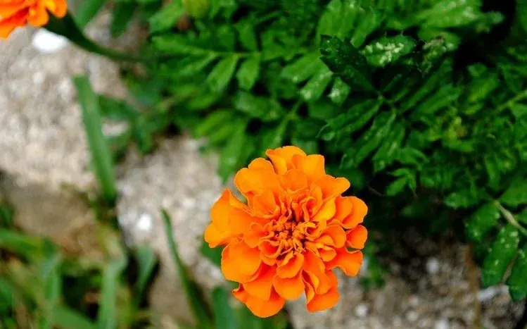 Orange-yellow marigold flowers blooming in garden settings.
