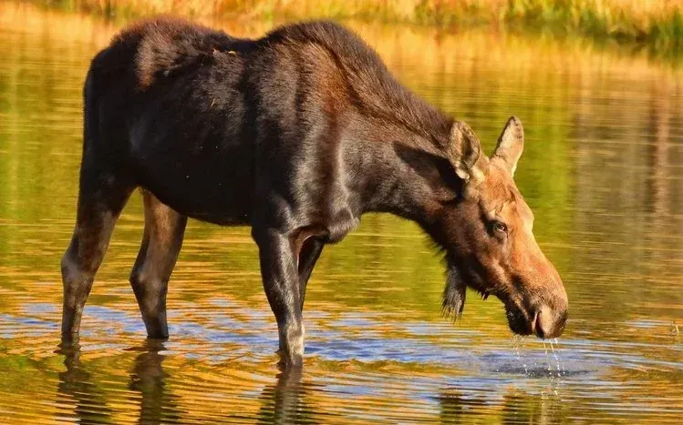 Moose wallpapers highlighting the animal's distinctive antlers.