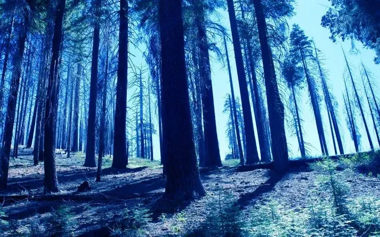 Night forest scenes with tree trunks and star-filled sky visible through the trees.
