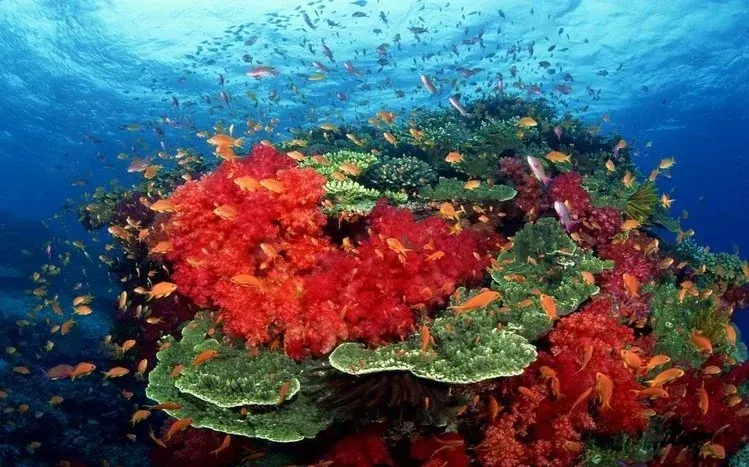 Colorful underwater photographs of ocean inhabitants, including fish, at 1920 × 1080.