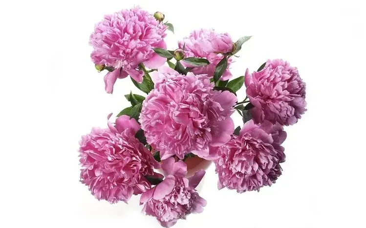 Sixteen peony flower wallpapers.
