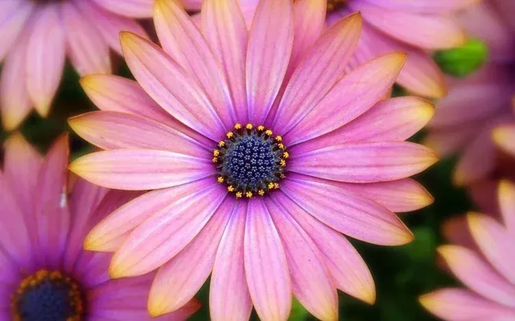 Wallpaper collection featuring different pink flowers.