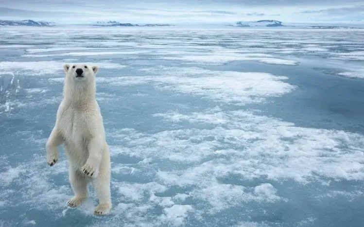 Polar bears pictured in their habitats.