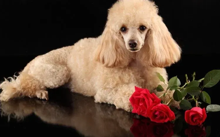 Poodle-themed dog wallpaper collection.