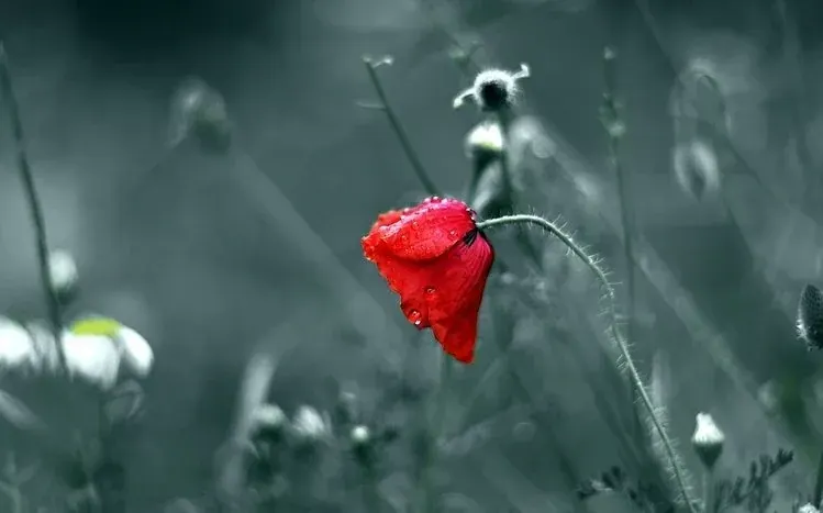 Red poppy flowers featured in a floral wallpaper collection.