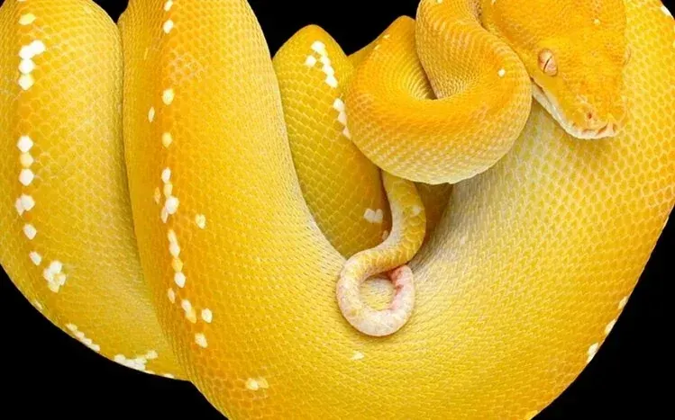 Python snake wallpapers featuring a selection of ten species.