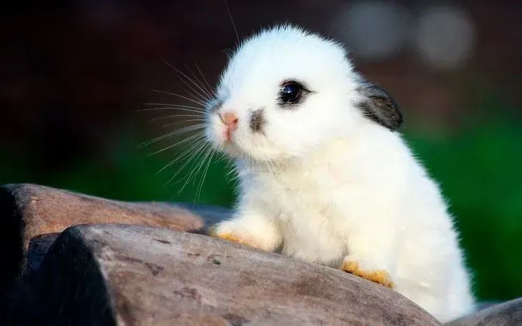 Small rabbits featured in an animal wallpaper collection.
