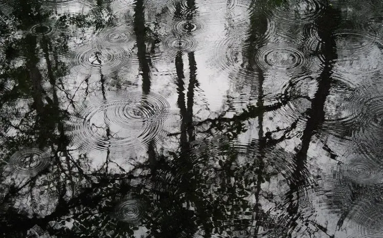 Rainy forest imagery with trees, leaves, and woodland scenery.