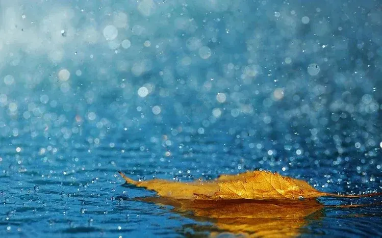 Nature imagery featuring rain and falling raindrops.