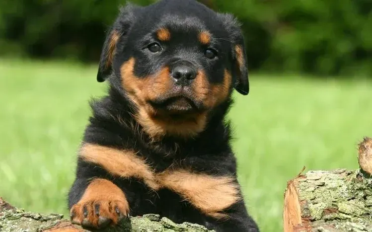 Dark Rottweilers with substantial, muscular builds.