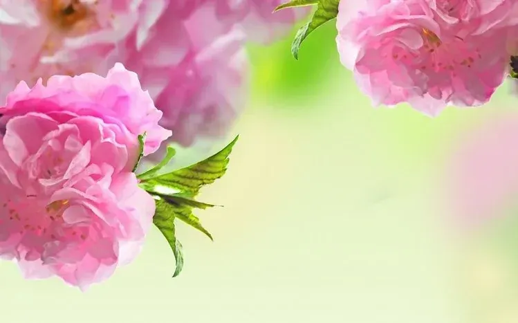 Pink sakura cherry blossoms and the scenery surrounding them.