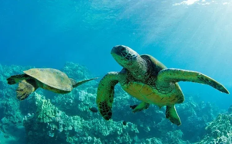 Sea turtle wallpapers with a wildlife conservation focus.