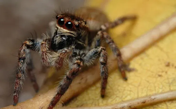 Fifteen spider-themed wallpapers featuring eight-legged arachnids.