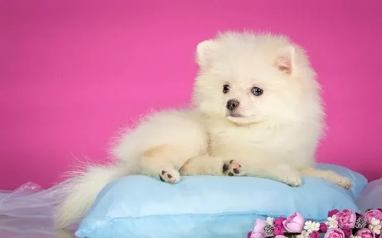 Spitz dog wallpapers highlighting thick, long fur and pointed ears.