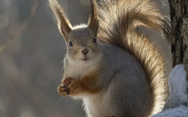 Squirrel-focused wildlife wallpaper imagery.